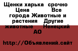 Щенки харька! срочно. › Цена ­ 5 000 - Все города Животные и растения » Другие животные   . Ненецкий АО